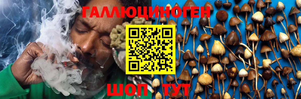 Озёрск  Псилоцибиновые грибы Psilocybine cubensis  Вход с VPN 